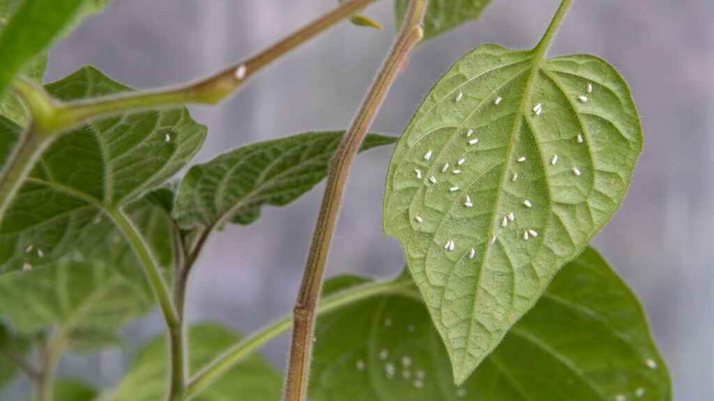 Como afastar mosca-branca das suas plantas