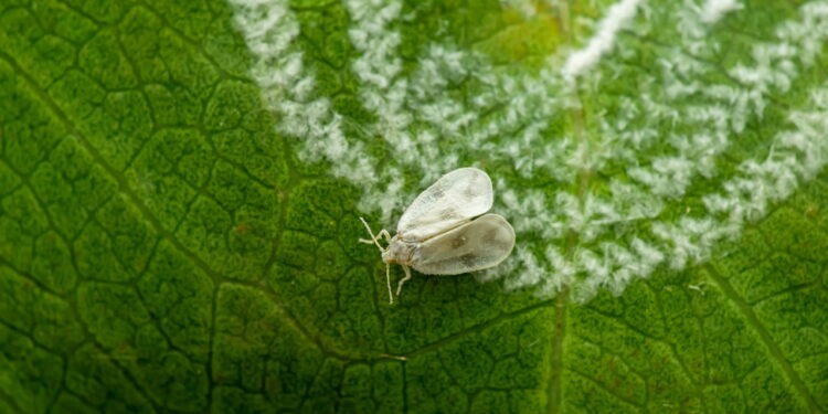 Como afastar mosca-branca das suas plantas