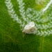 Como afastar mosca-branca das suas plantas