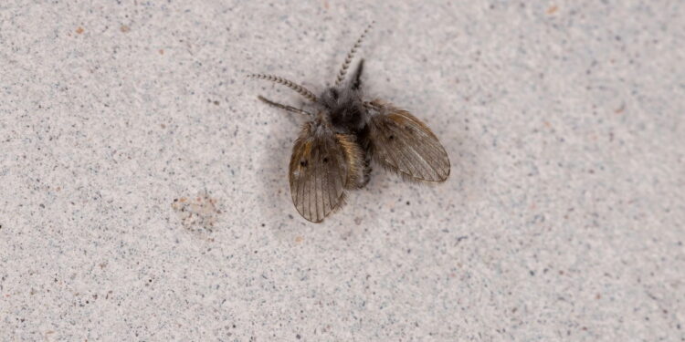 Por que as moscas do banheiro são um sinal de alerta?