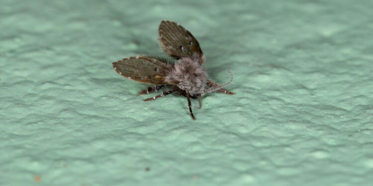 Insetos no ralo são comuns e essas dicas simples resolvem o problema