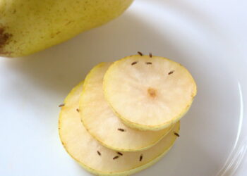 Como impedir que moscas de frutas se espalhem pela fruteira