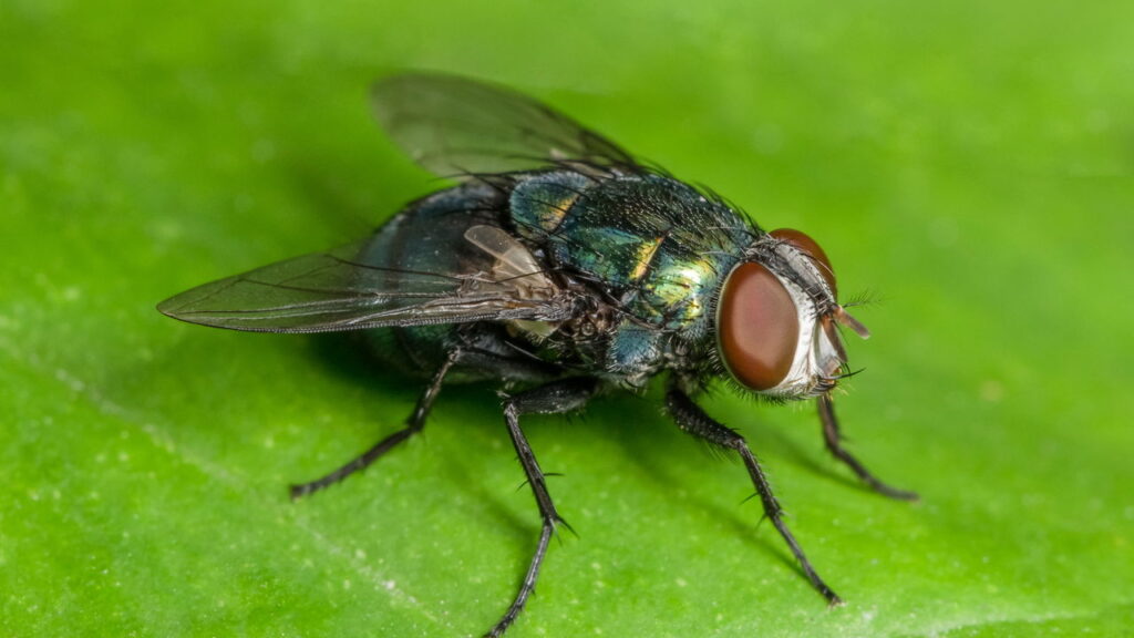 O que significa quando tem moscas rodeando uma pessoa segundo a psicologia