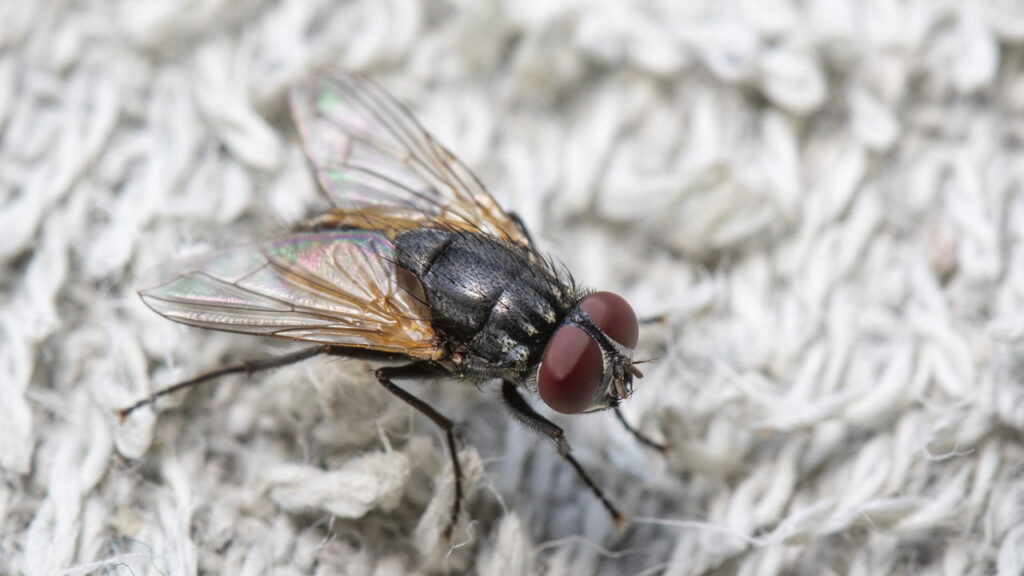 Truques caseiros podem eliminar moscas na cozinha sem produtos químicos!