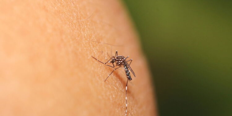 O jeito mais eficaz de afastar mosquitos com citronela em casa