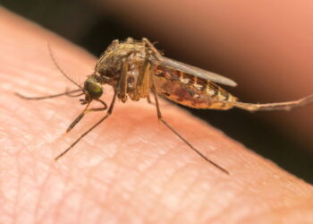 Essa erva caseira repele mosquitos e ainda perfuma o ar