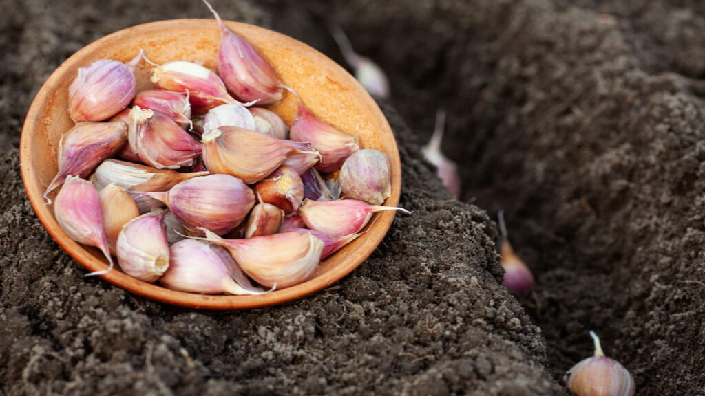 Saiba como usar o alho para afastar pragas das suas plantas
