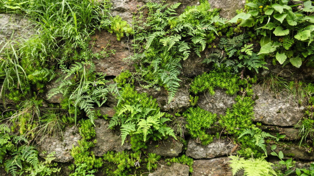 É por isso que espalhar detergente na grama pode ser uma boa dica