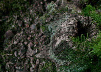 Como remover musgo das pedras do pavimento com solução caseira