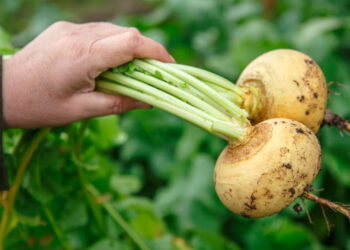 Vegetal versátil e nutritivo ideal para enriquecer a dieta e fácil de cultivar em casa!