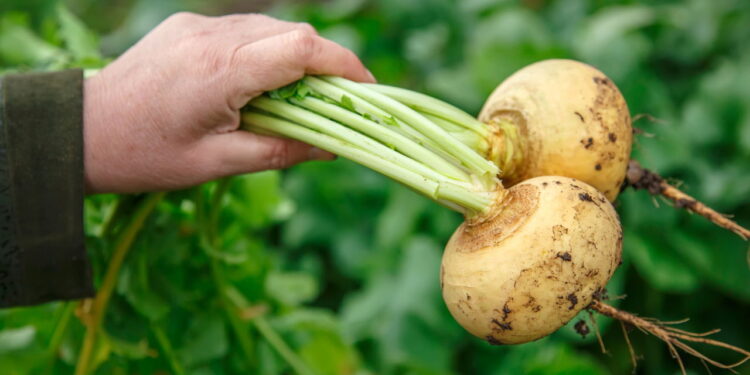 Vegetal versátil e nutritivo ideal para enriquecer a dieta e fácil de cultivar em casa!