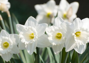 Flor de fragrância envolvente fascina ao cultivar em casa