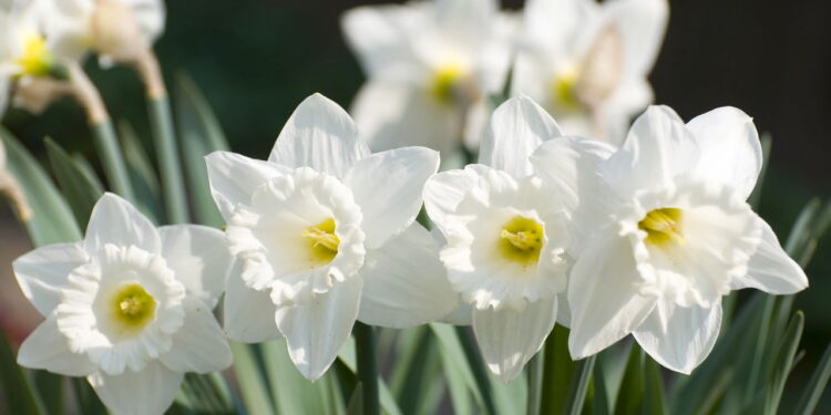 Flor de fragrância envolvente fascina ao cultivar em casa