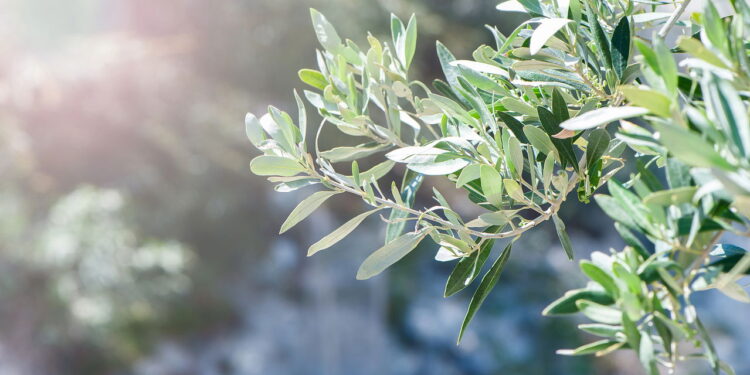 A planta mais potente contra inflamações e pode ajudar na sua saúde