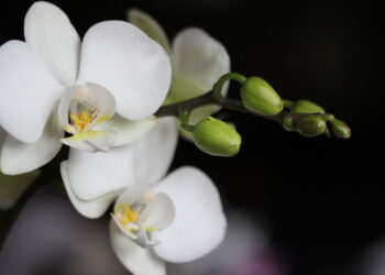 As 3 plantas que viraram símbolo de sofisticação na decoração