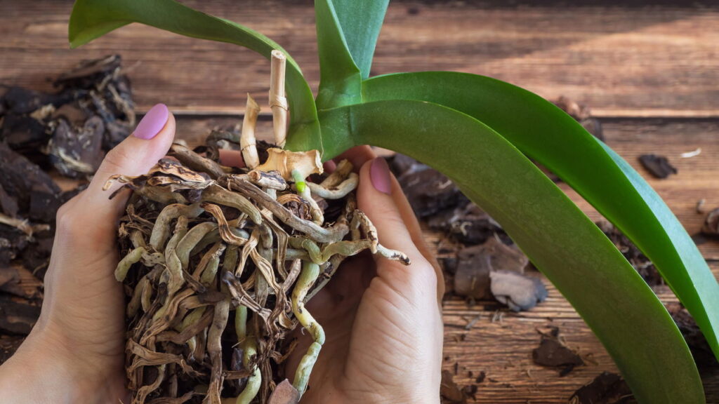 Segredo simples faz orquídea voltar a florescer sem esforço