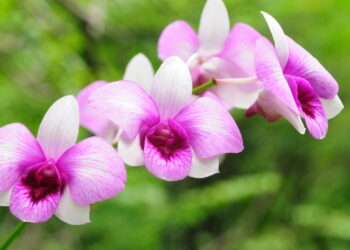 Flor encantadora além de delicada é ótima para se cultivar em casa