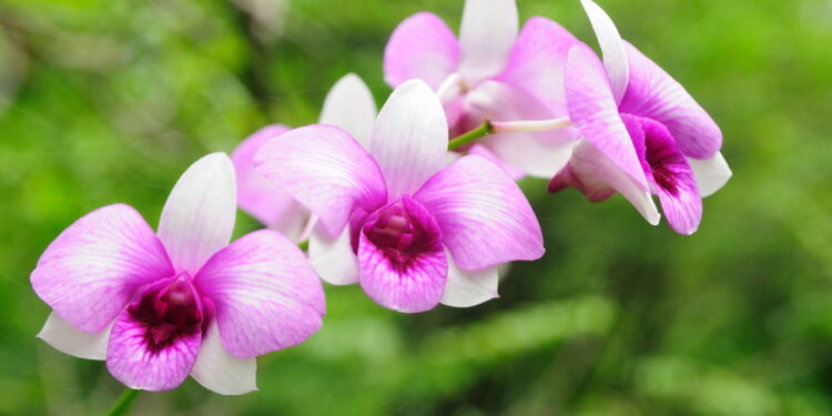 Flor encantadora além de delicada é ótima para se cultivar em casa