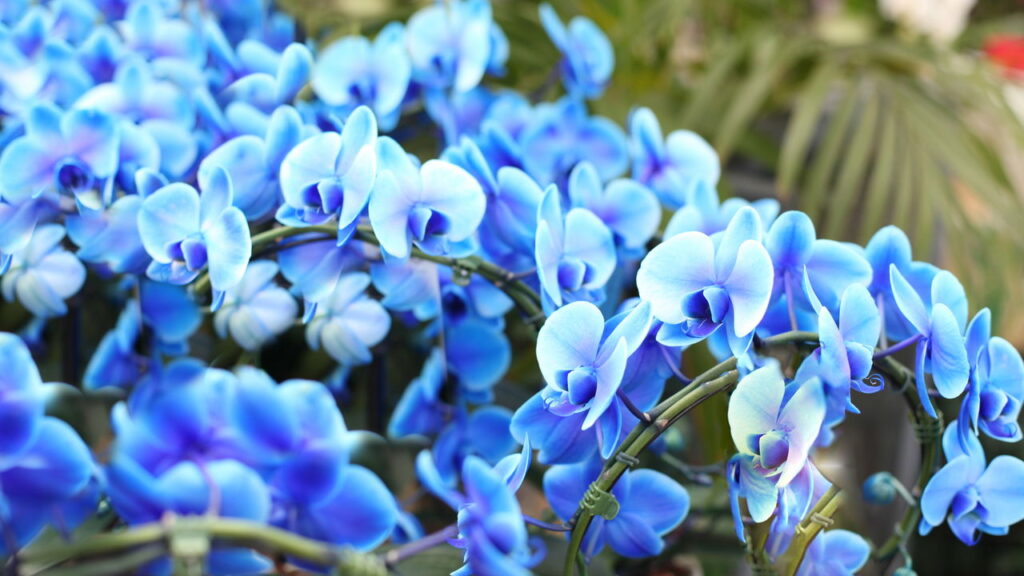 Flor encantadora além de delicada é ótima para se cultivar em casa
