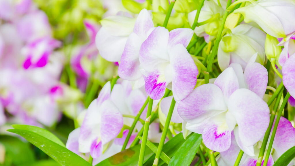 Flor encantadora além de delicada é ótima para se cultivar em casa