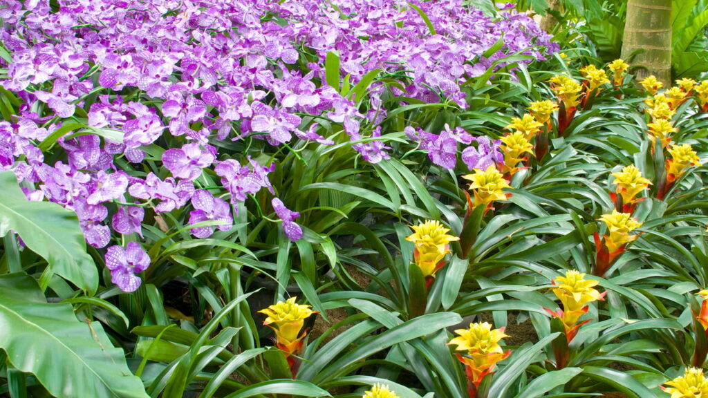 Plantas para deixar salas de jantar mais vibrantes e naturais