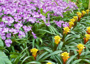 Plantas para deixar salas de jantar mais vibrantes e naturais