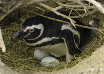 O gesto romântico dos pinguins que quase ninguém conhece