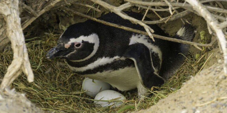 O gesto romântico dos pinguins que quase ninguém conhece