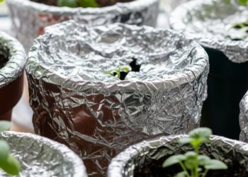 O verdadeiro motivo de usar papel alumínio nos vasos de plantas