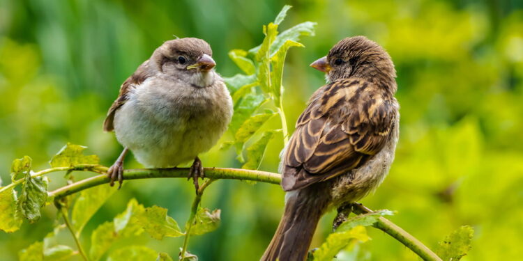 Esses frutos podem atrair pássaros ao seu jardim
