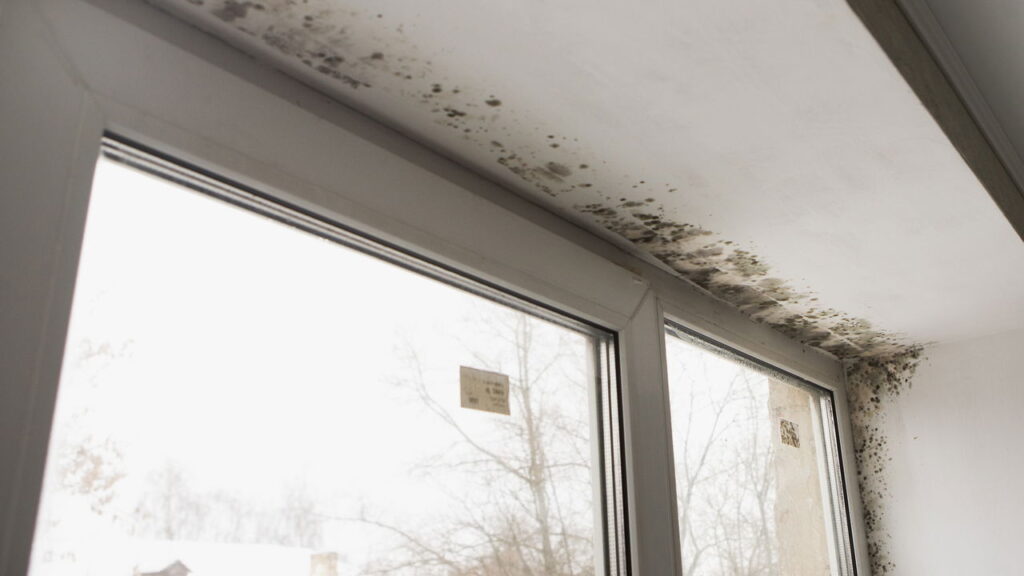 Nem vinagre, nem bicarbonato: o truque caseiro que tira o mofo das paredes de vez