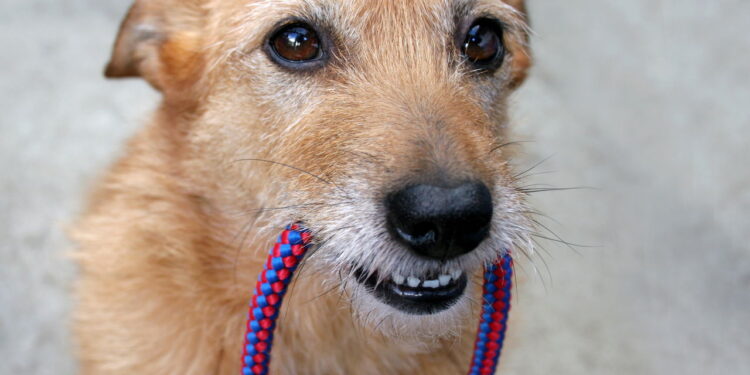 Queda na demanda pós-pandemia enfraquecendo o modelo de negócios da Wag