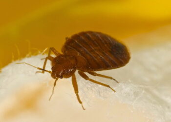 Você pode ter percevejos em casa mesmo com tudo limpo