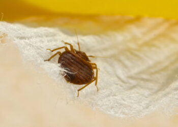 As 4 plantas para se livrar dos percevejos-de-cama