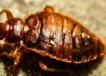 Como eliminar percevejos-de-cama sem produtos químicos fortes