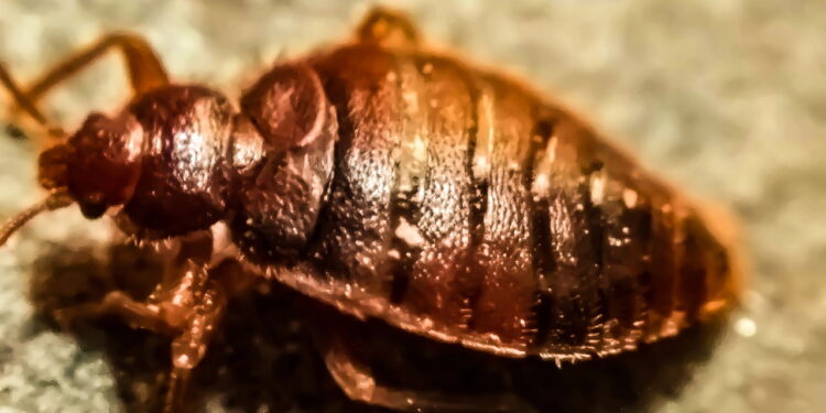 Como eliminar percevejos-de-cama sem produtos químicos fortes