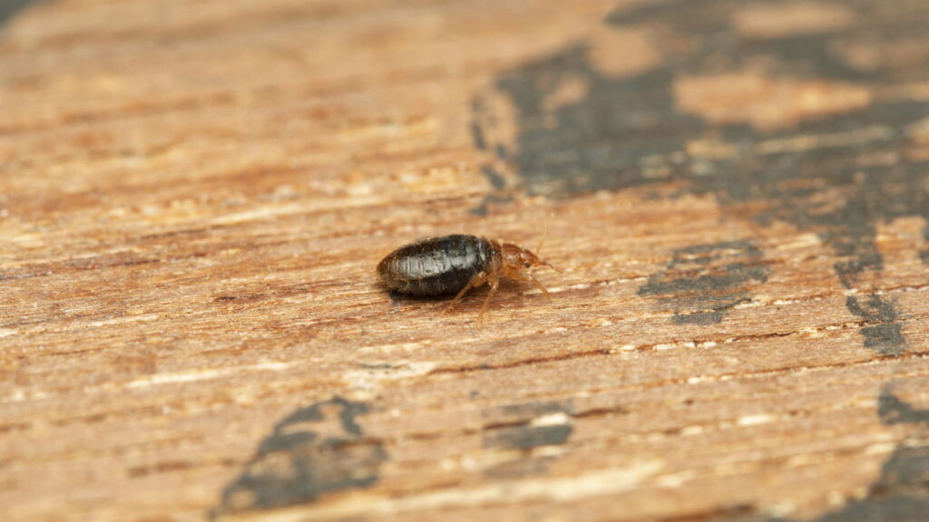 Como eliminar percevejos-de-cama sem produtos químicos fortes