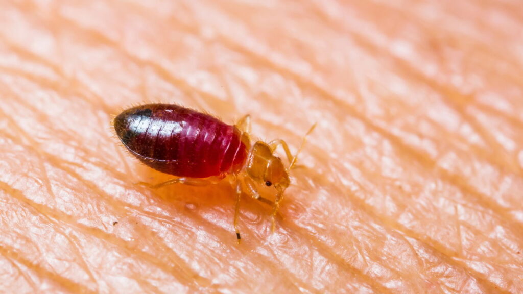 Como eliminar percevejos-de-cama sem produtos químicos fortes