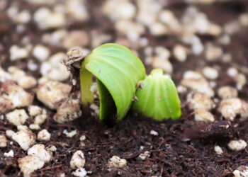 Mineral leve e barato pode transformar seu jardim em poucas semanas