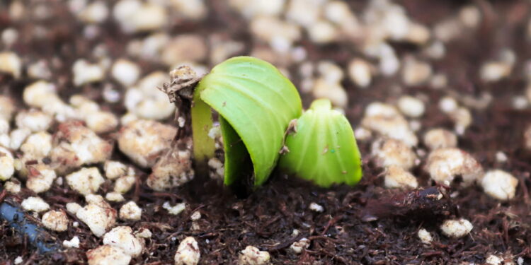 Mineral leve e barato pode transformar seu jardim em poucas semanas