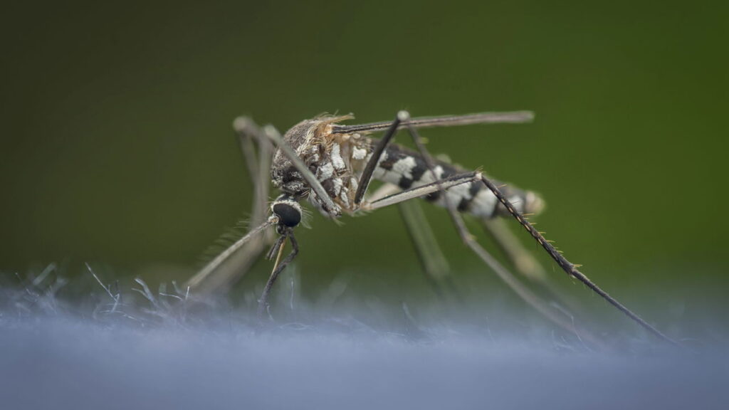 As 4 plantas que podem manter os pernilongos longe do quintal!