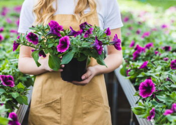 As cinco flores que florescem o ano todo
