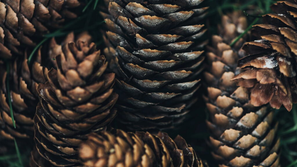 Esses objetos no jardim revelam um significado especial