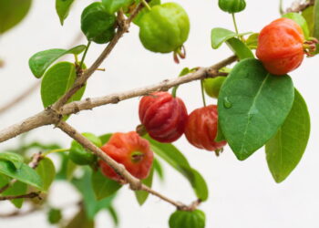 Essa planta cresce em vasos e oferece frutos saborosos sem esforço