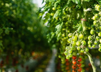 Esse sabão artesanal surpreende ao proteger plantações contra pragas