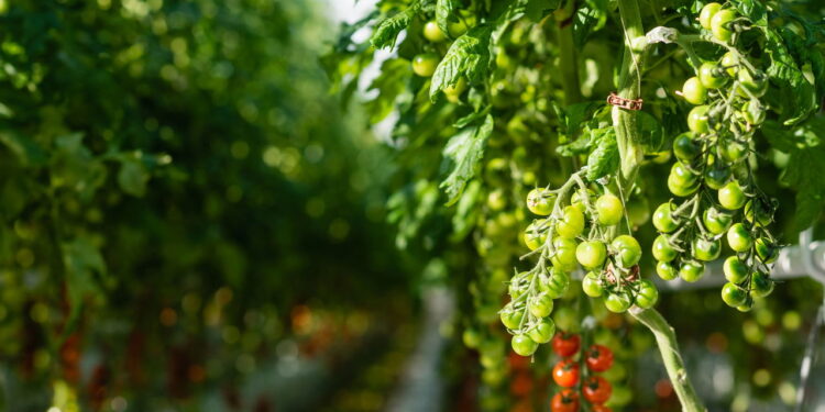 Esse sabão artesanal surpreende ao proteger plantações contra pragas