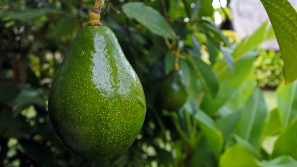 Como cultivar abacate em casa de forma simples e sem segredo