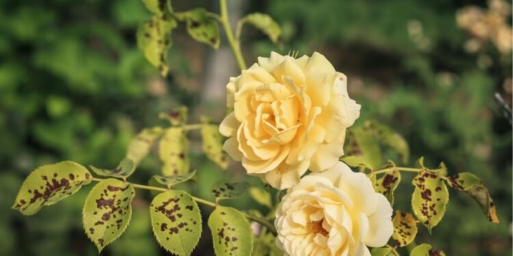 Como acabar com manchas pretas nas roseiras usando esses truques