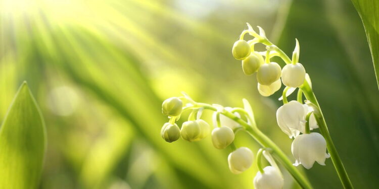 O detalhe oculto que mostra que as plantas são mais inteligentes do que pensamos