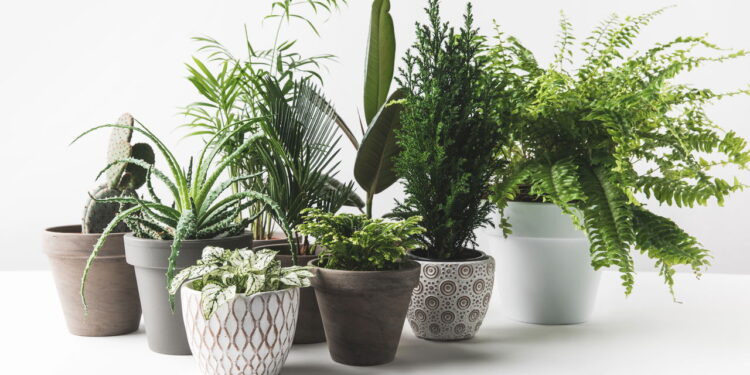 Plantas que você precisa ter para afastar insetos da sua casa